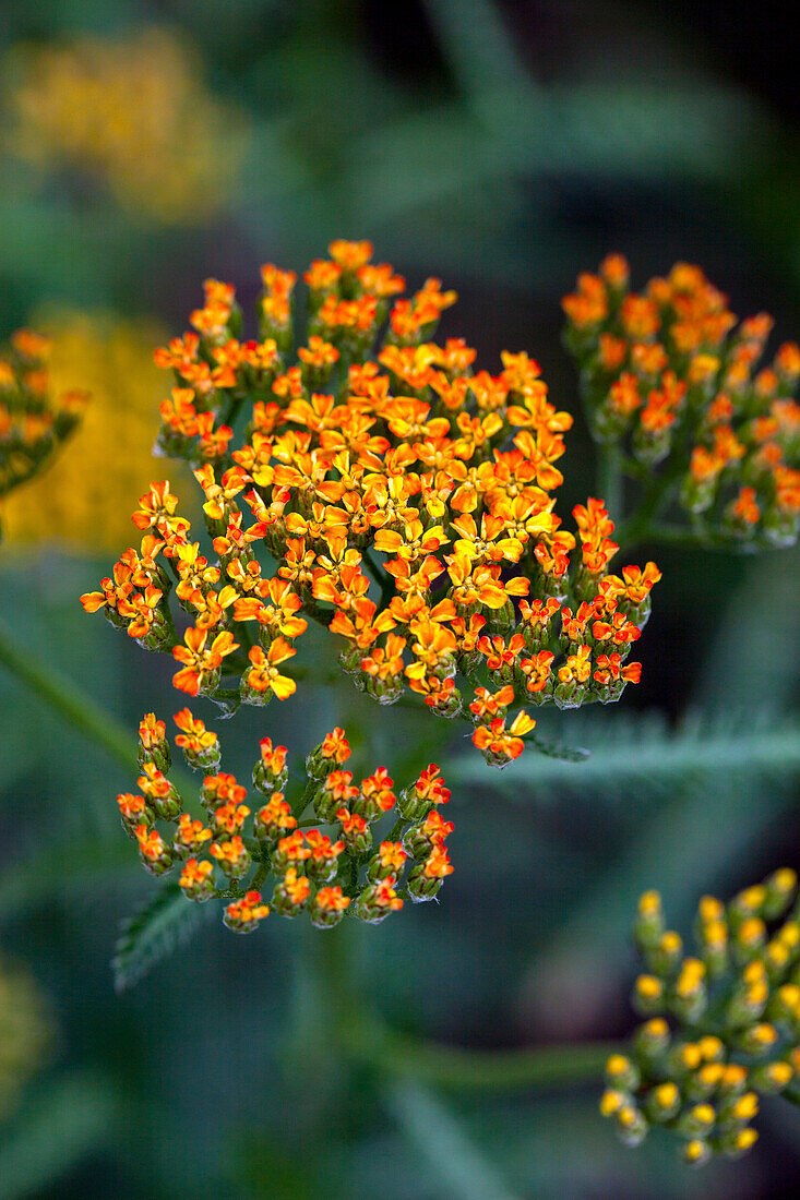 Achillea millefolium, red-yellow