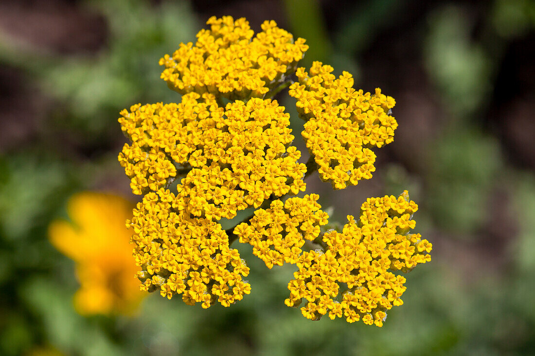 Achillea millefolium