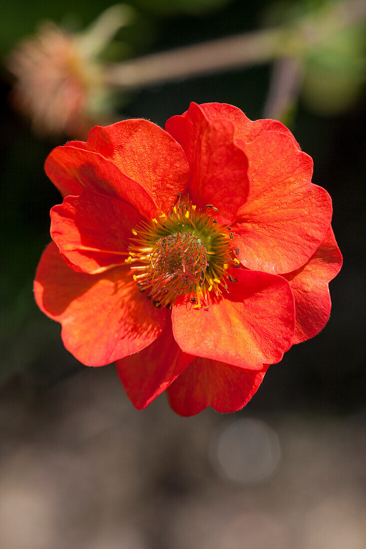 Geum coccineum