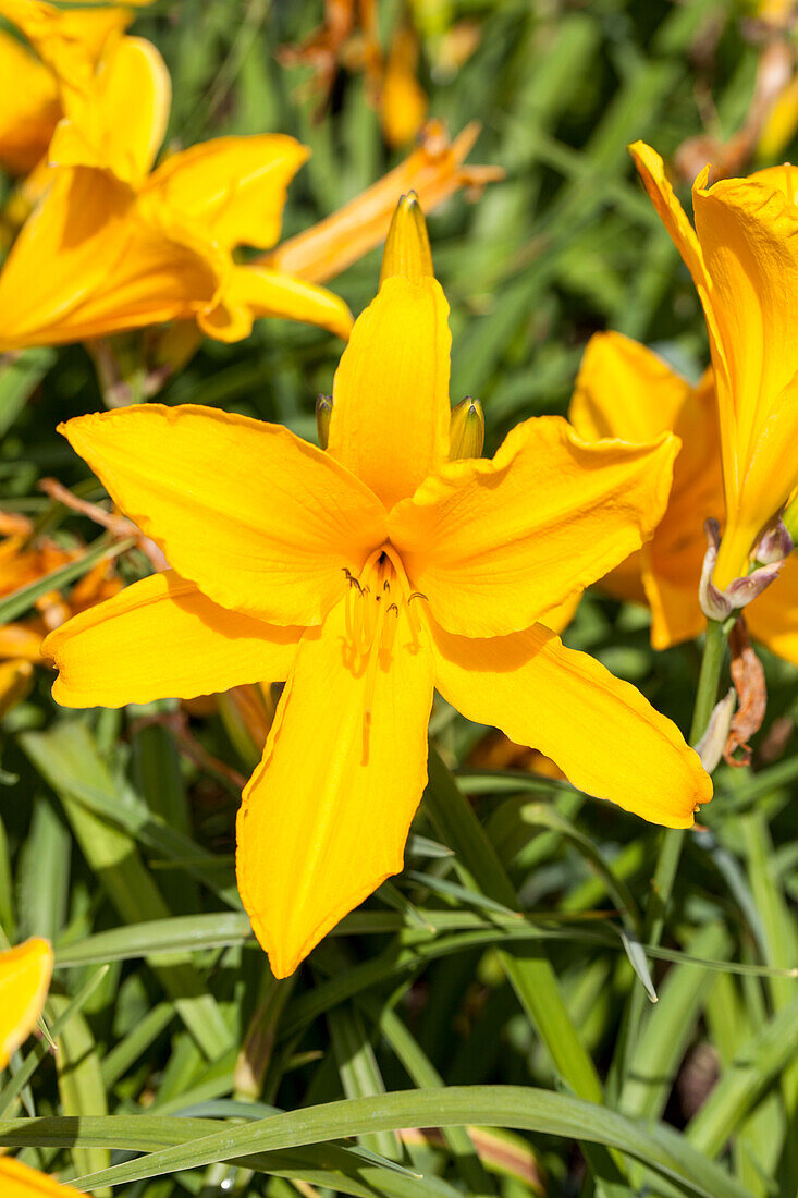 Hemerocallis, yellow