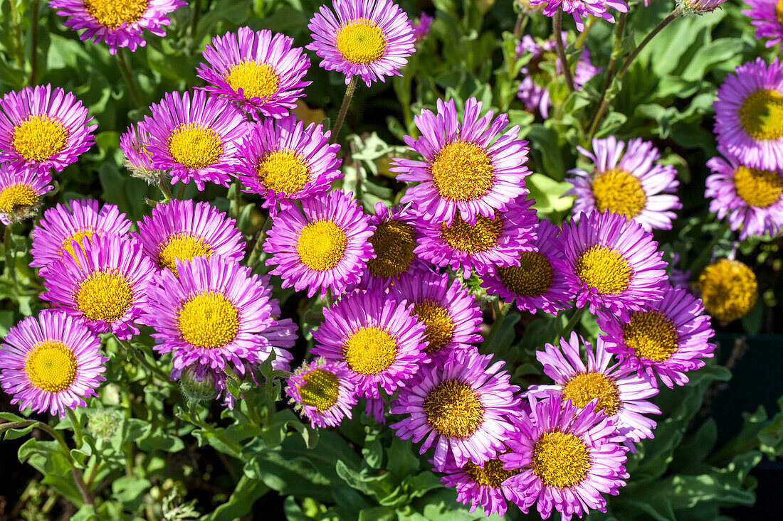 Erigeron glaucus 'Sea Breeze'®