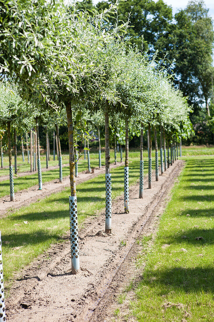 Pyrus salicifolia 'Pendula'