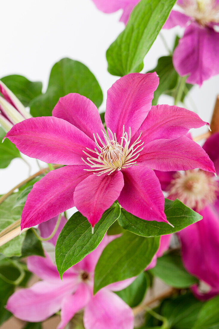 Clematis 'Acropolis'