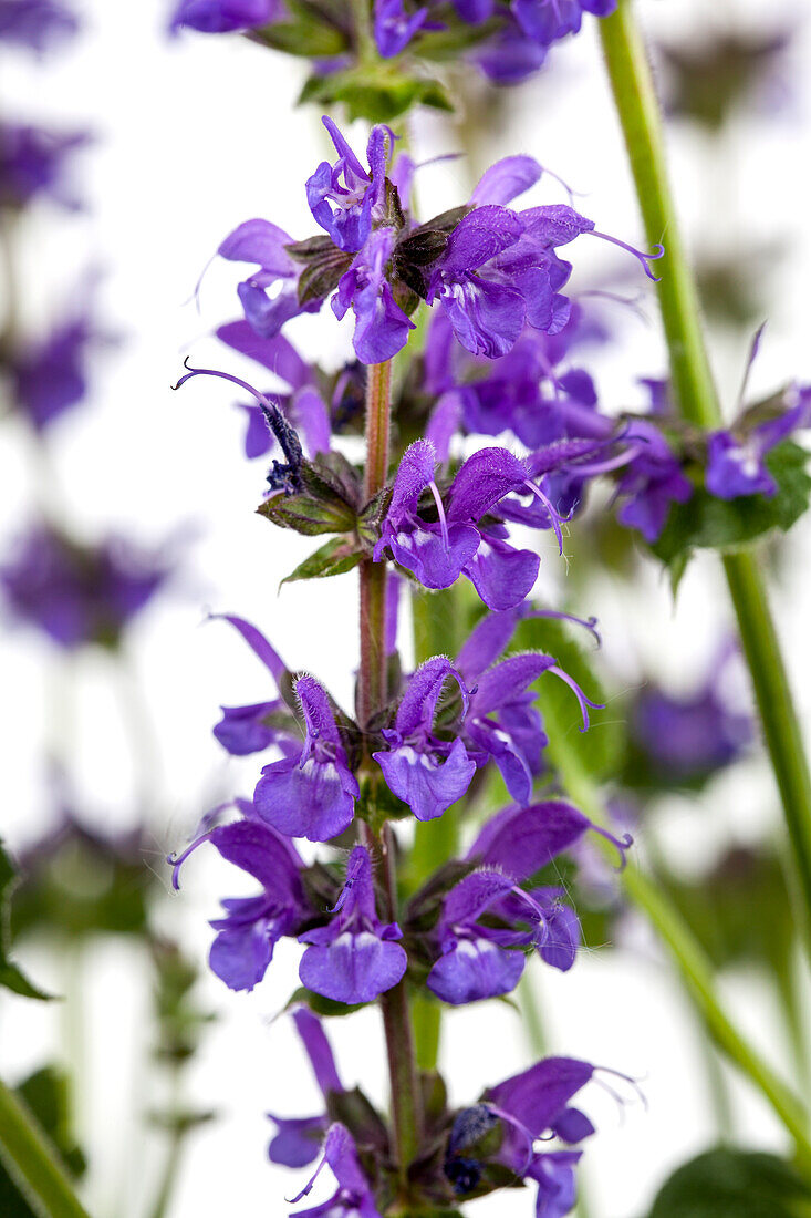 Salvia nemorosa