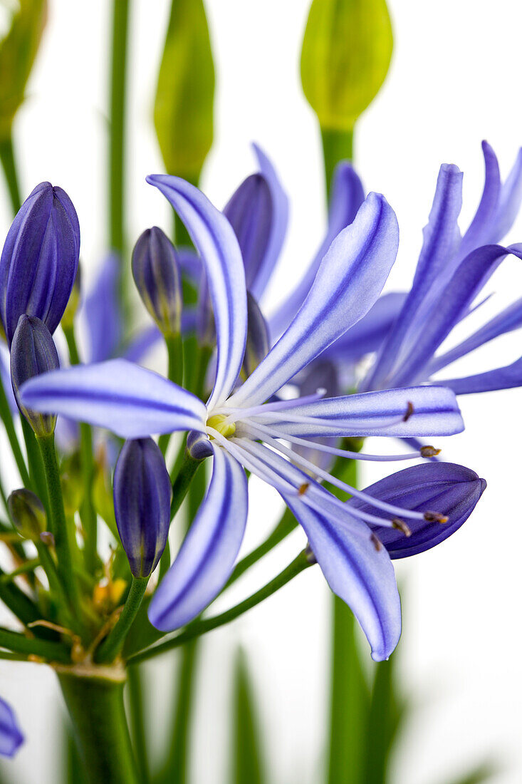 Agapanthus africanus 'Charlotte'