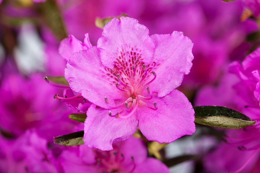 Rhododendron obtusum 'Koenigstein' (King Stone)