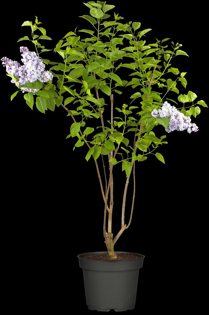 Syringa vulgaris 'Michel Buchner