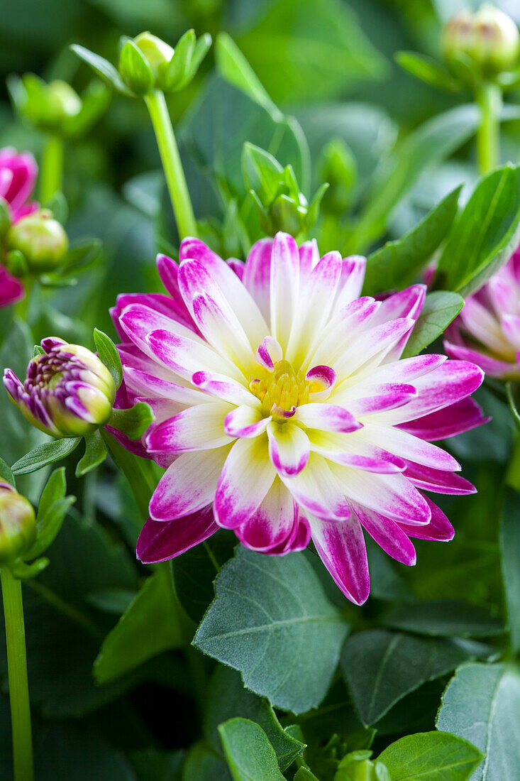 Dahlia, bicoloured