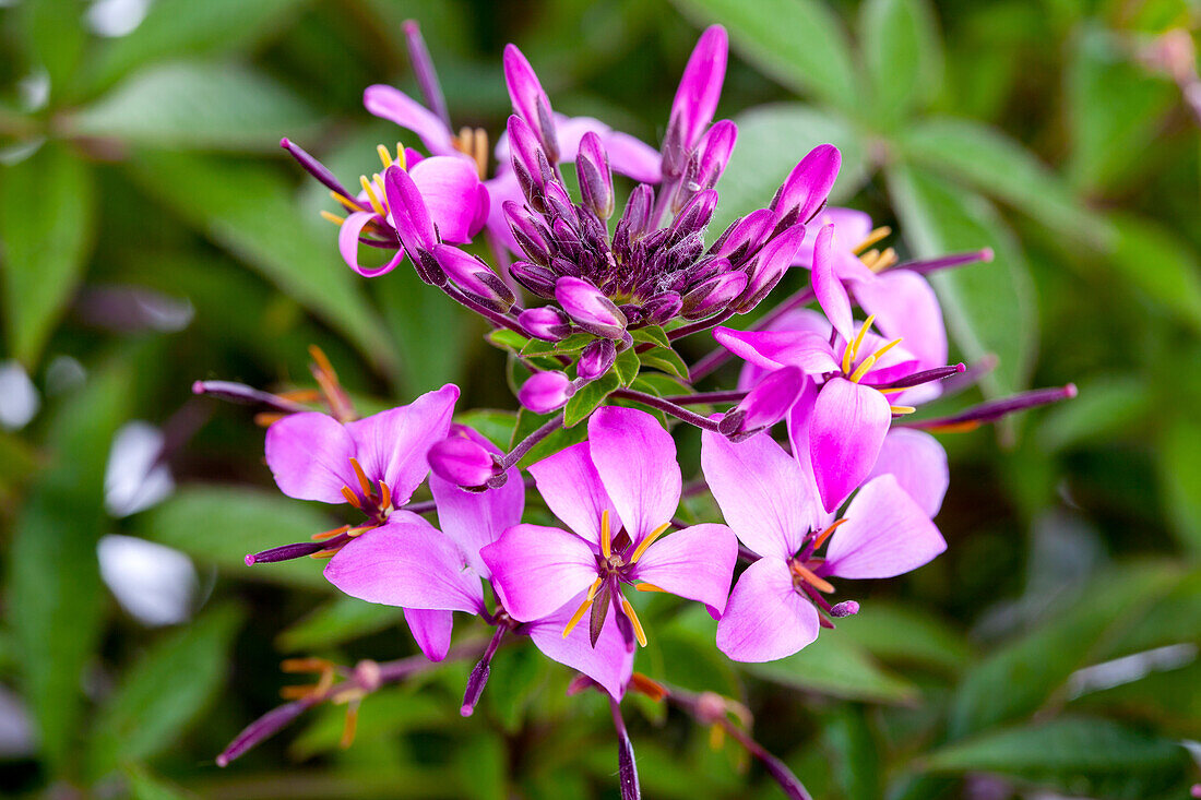 Cleome spinosa 'Senorita Rosalita'®