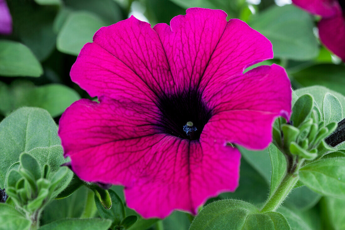 Petunia, purpur