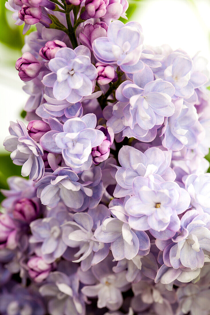 Syringa vulgaris 'Michel Buchner'