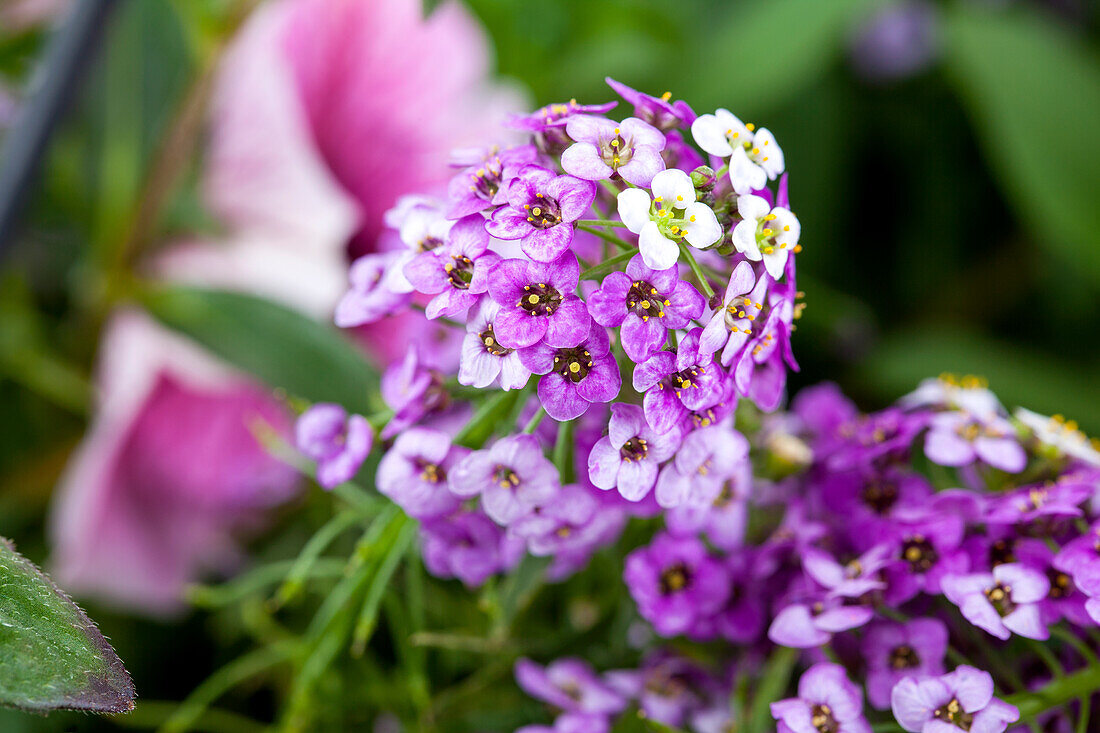 Lobularia maritima