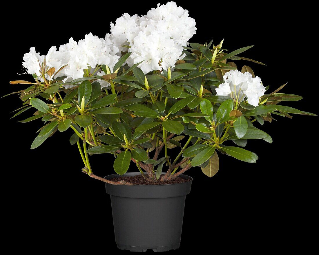 Rhododendron yakushimanum 'Schneekrone'