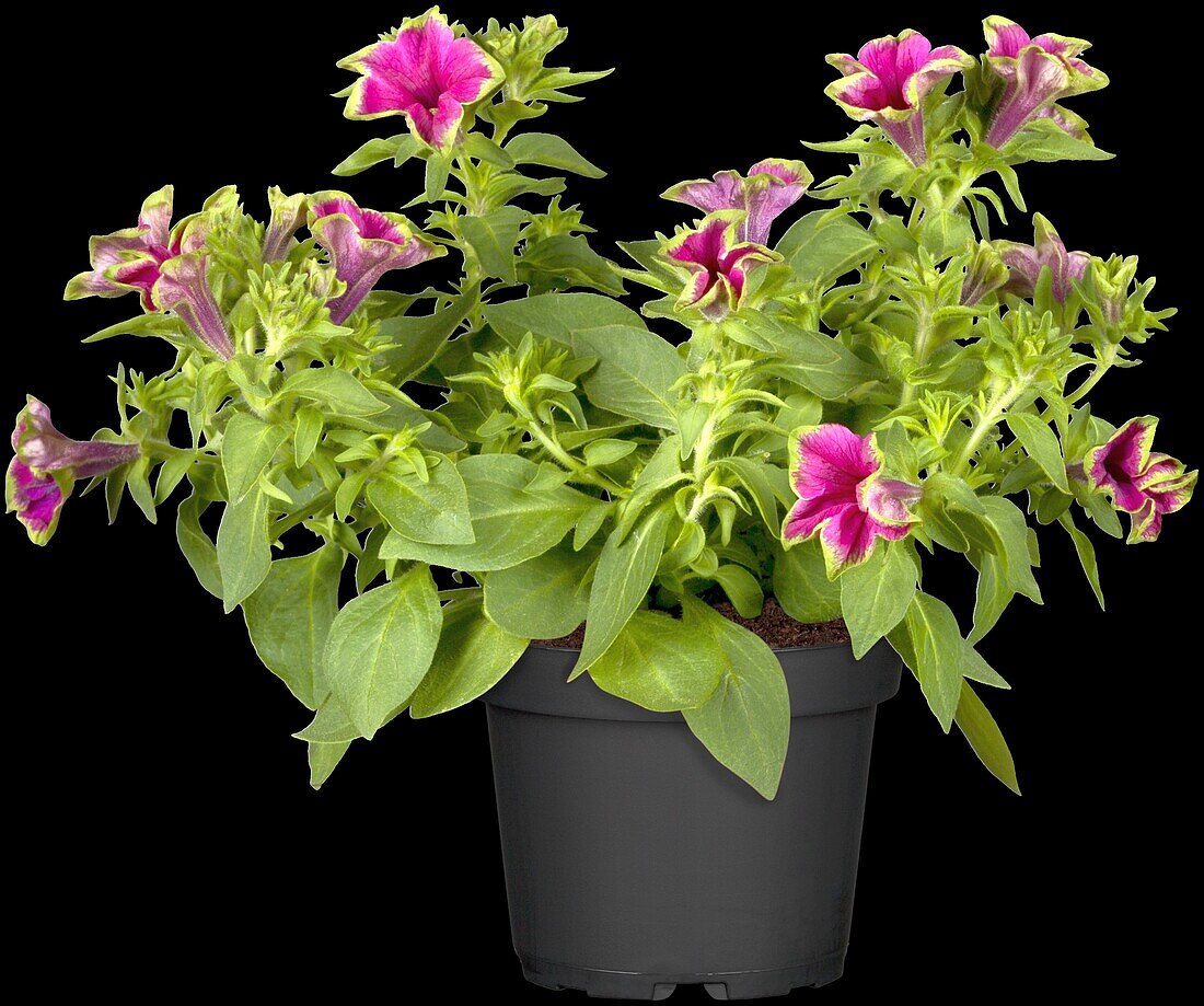 Petunia 'Picasso in Pink'