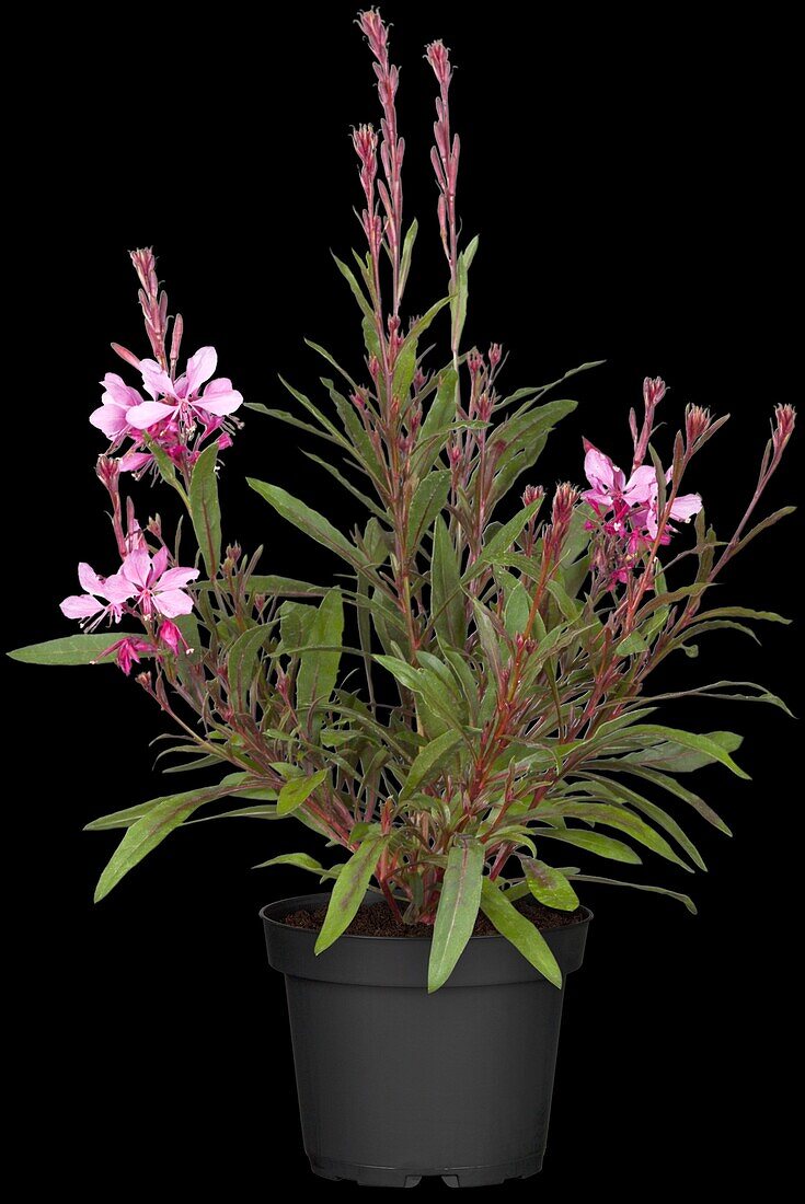 Gaura lindheimeri, rosa