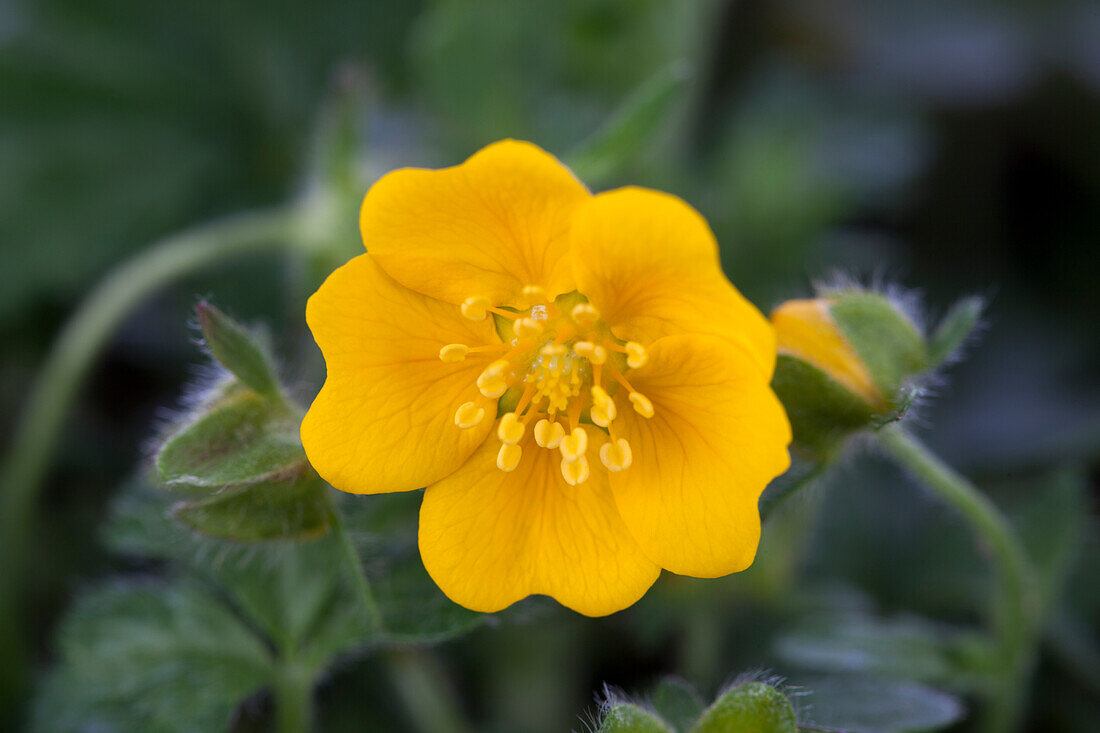 Potentilla crantzii 'Goldrausch'