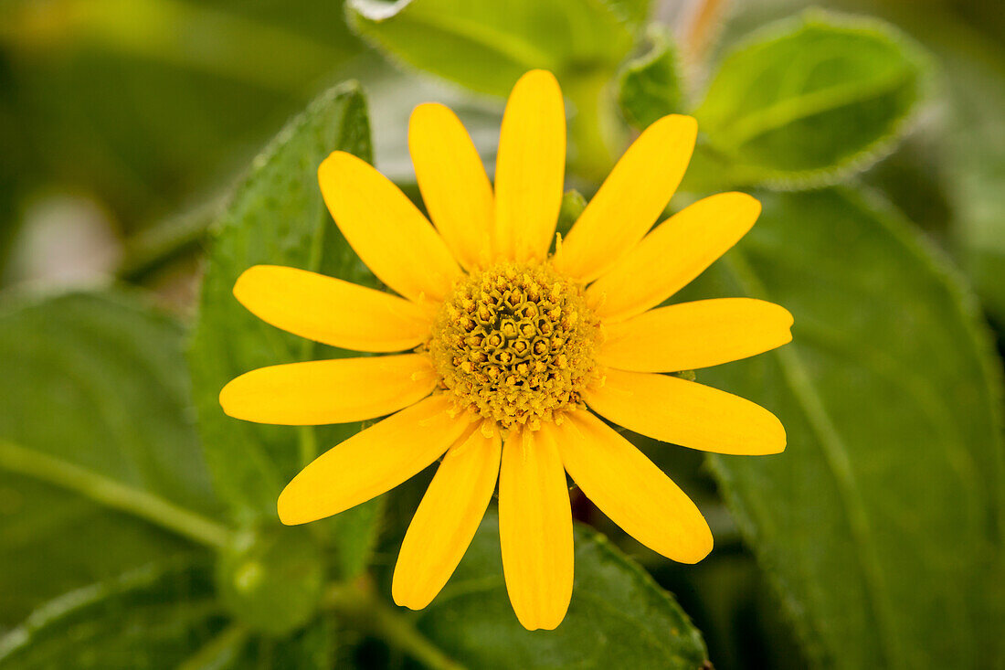 Sanvitalia procumbens, gelb