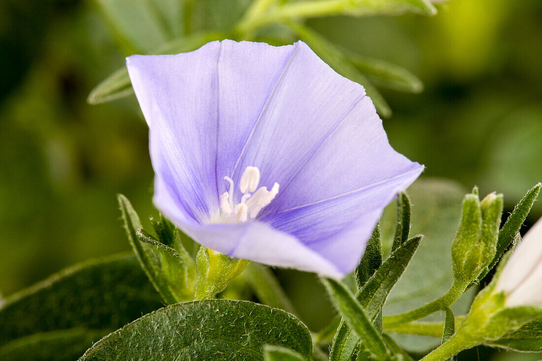 Convolvulus sabatius