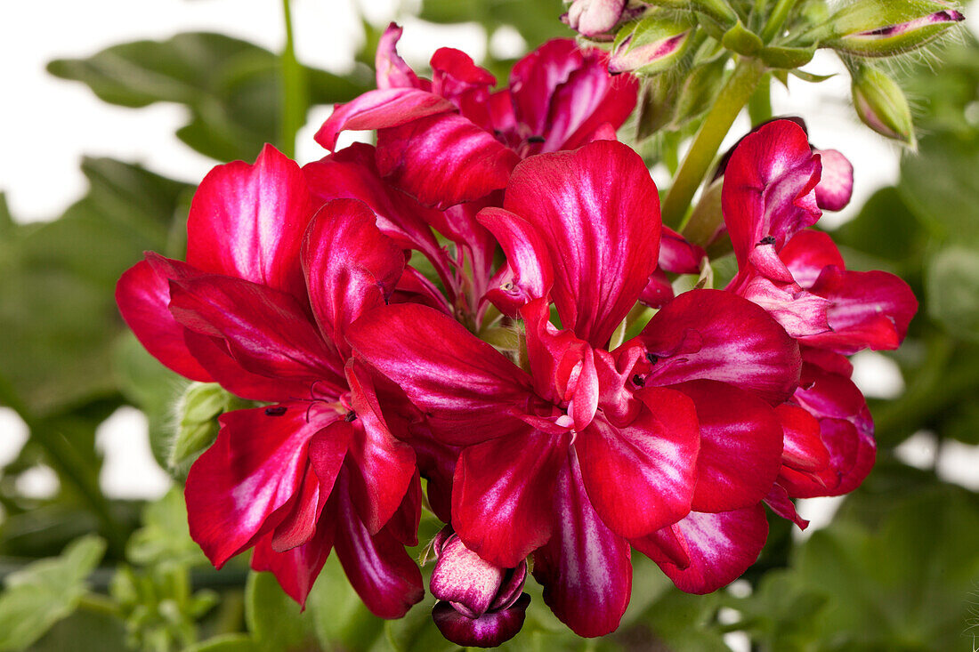 Pelargonium peltatum