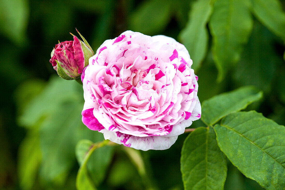 Rosa 'Variegata di Bologna'