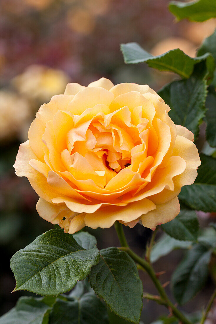 Rosa 'Amber Queen'®