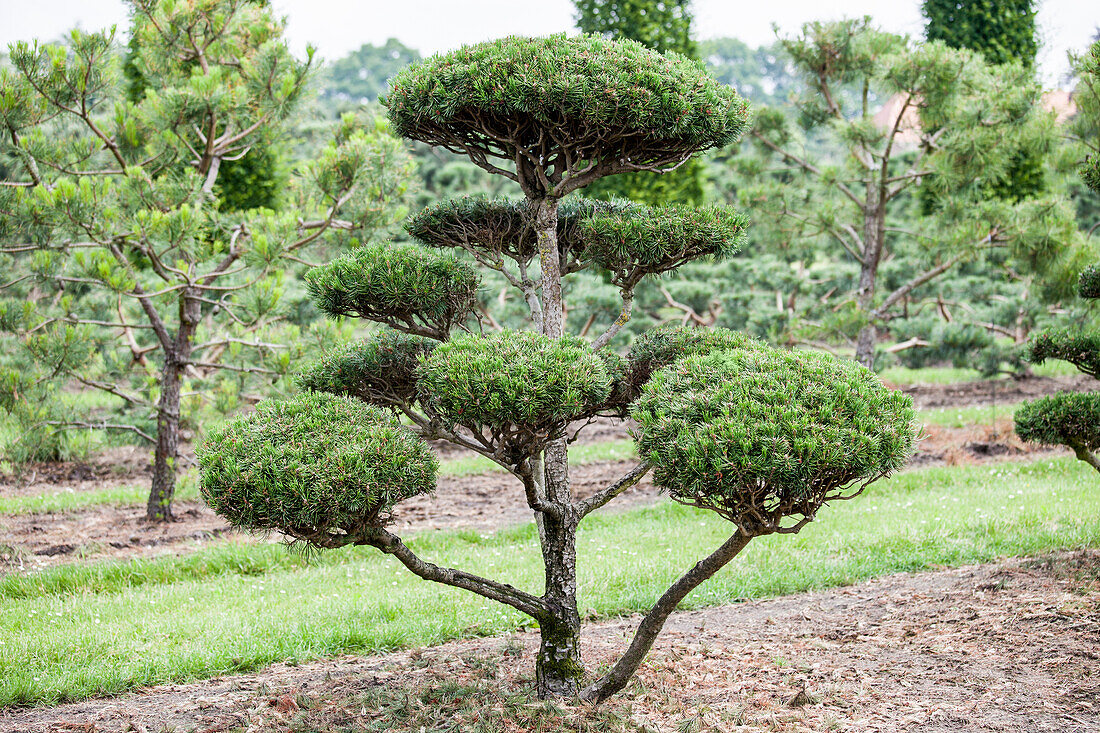 Pinus mugo