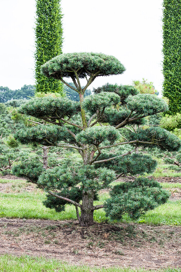 Pinus mugo