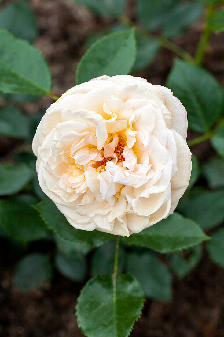 Rosa 'Audience'®