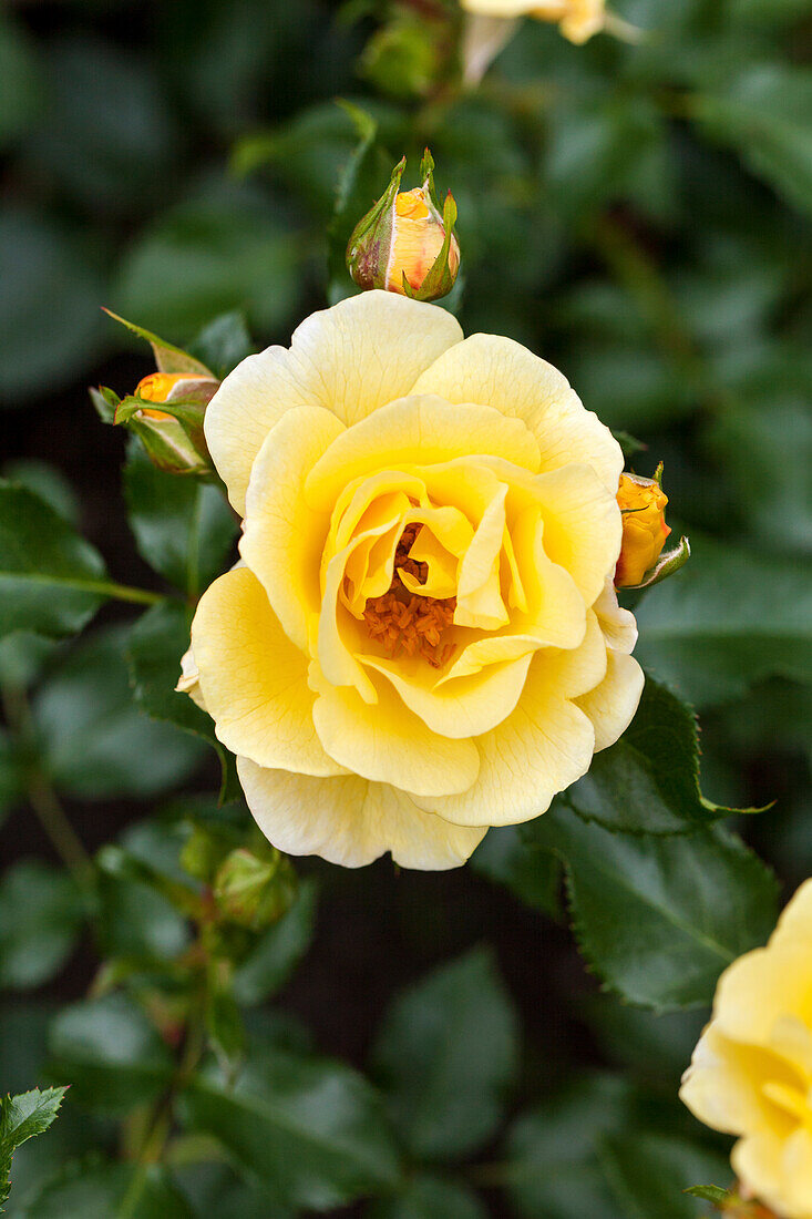 Rosa 'Yellow Angel'®