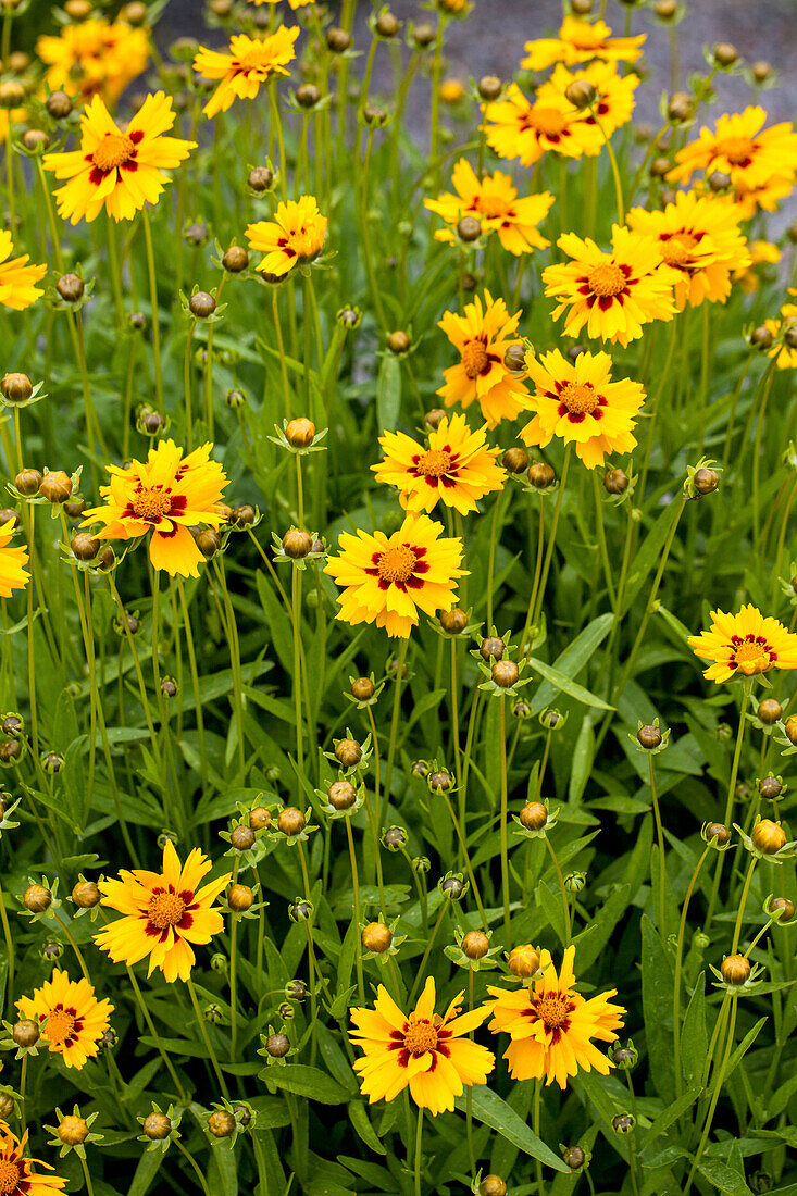 Coreopsis lanceolata