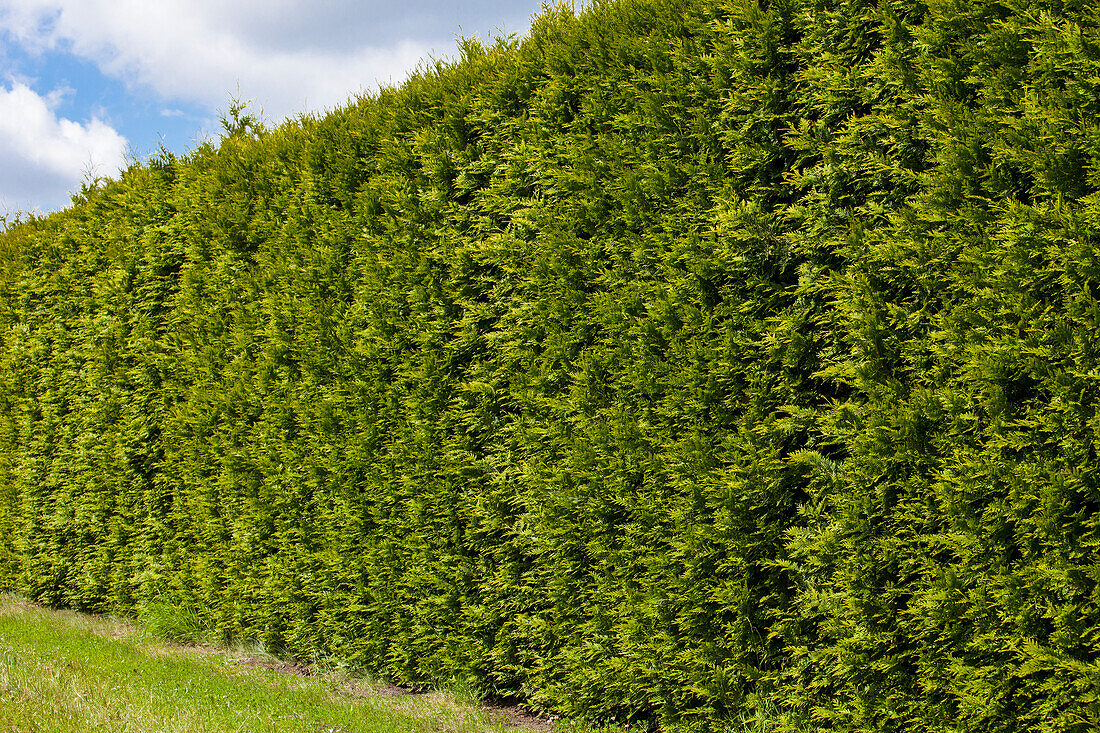 Thuja occidentalis 'Emerald'