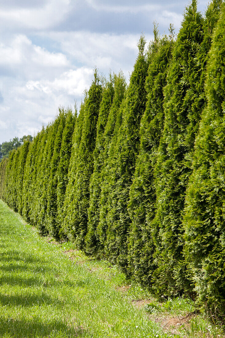 Thuja occidentalis 'Smaragd'