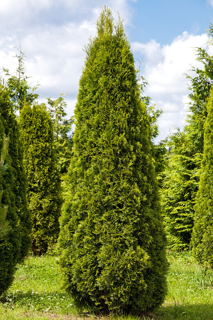 Thuja occidentalis 'Emerald'