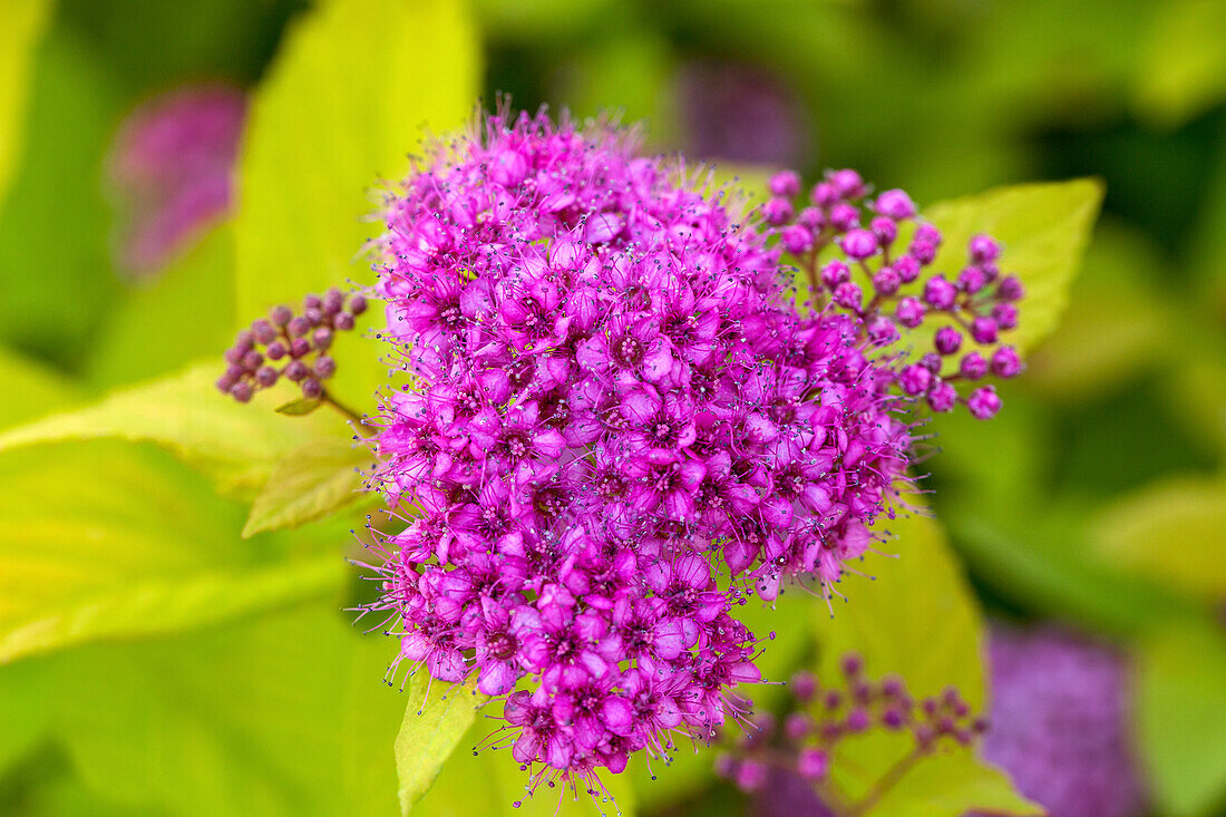 Spiraea japonica 'Golden Princess'