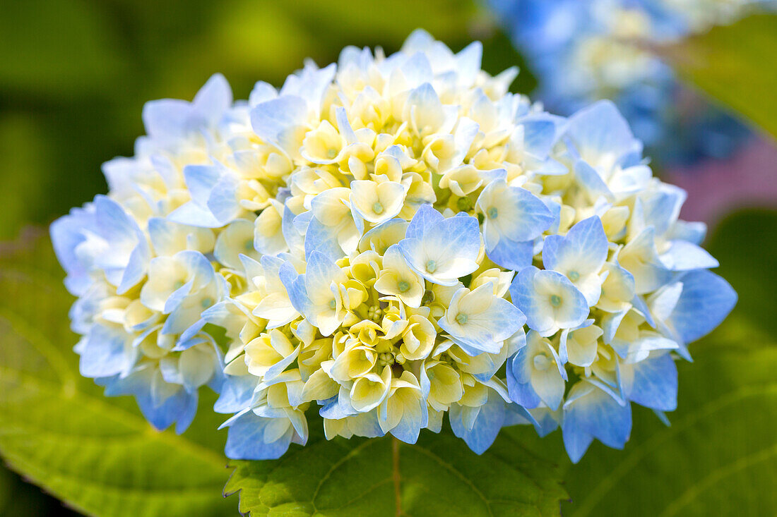 Hydrangea macrophylla