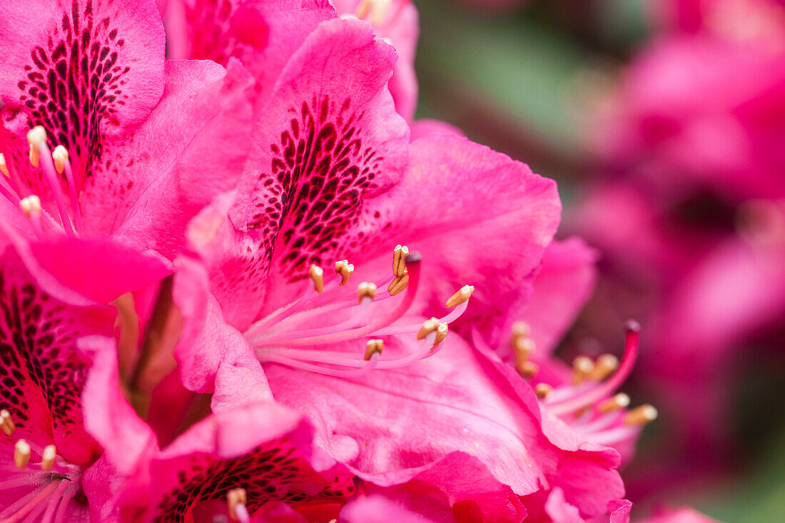 Rhododendron 'Hachmann´s Feuerschein'®