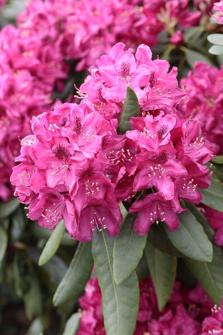 Rhododendron hybride 'Hachmanns Feuerschein -R- III' -R- III