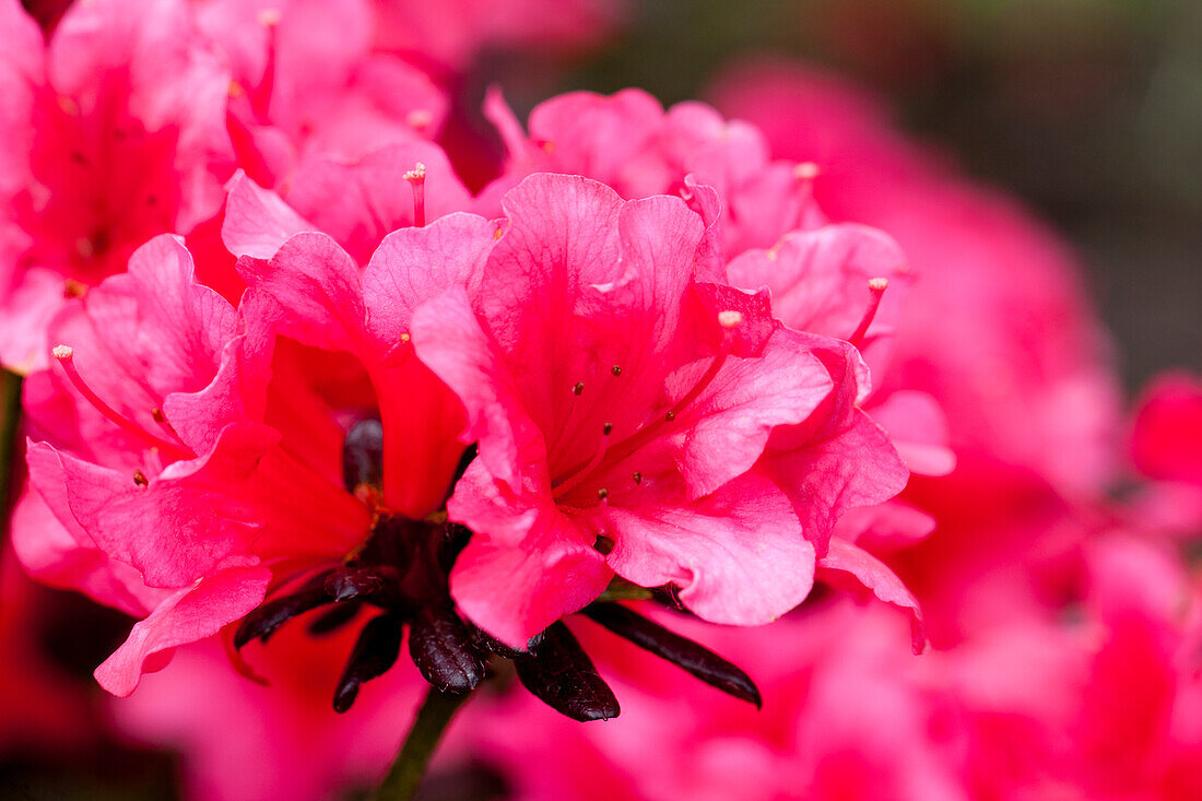 Rhododendron obtusum 'Maruschka'®