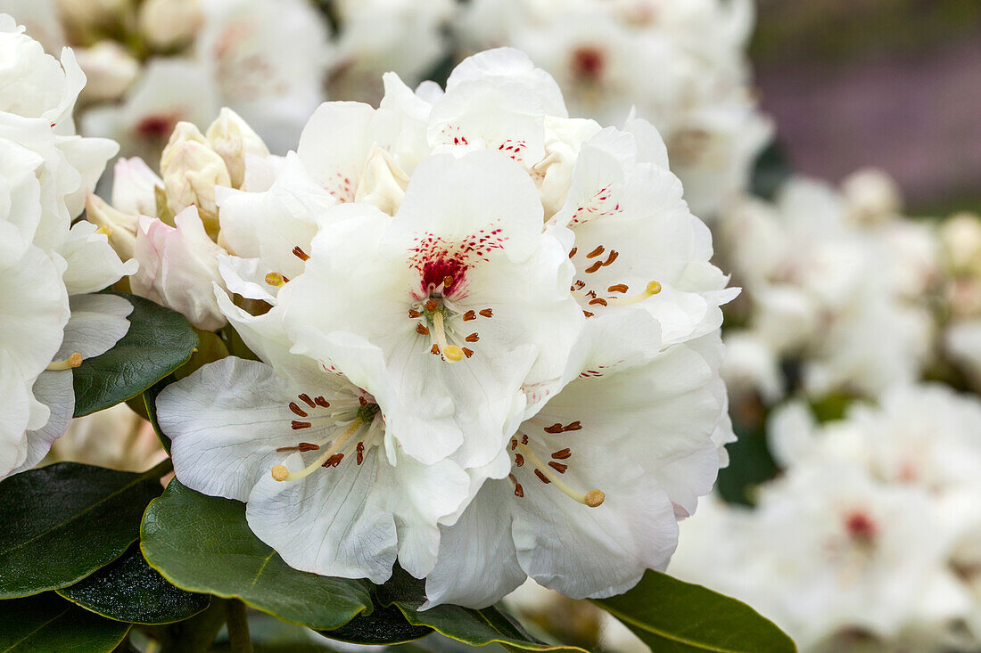 Rhododendron 'Breslau'