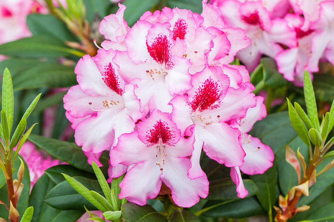 Rhododendron 'Diadem'