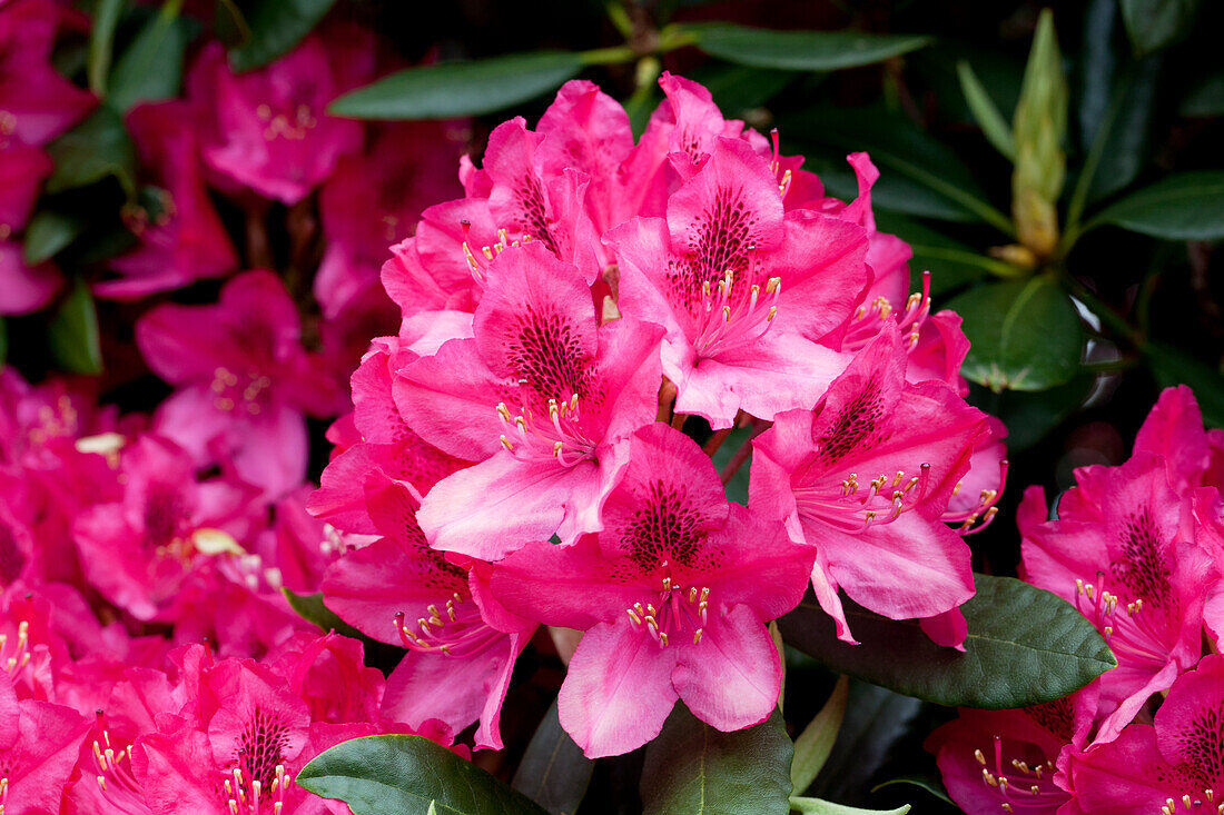 Rhododendron Pearce's American Beauty