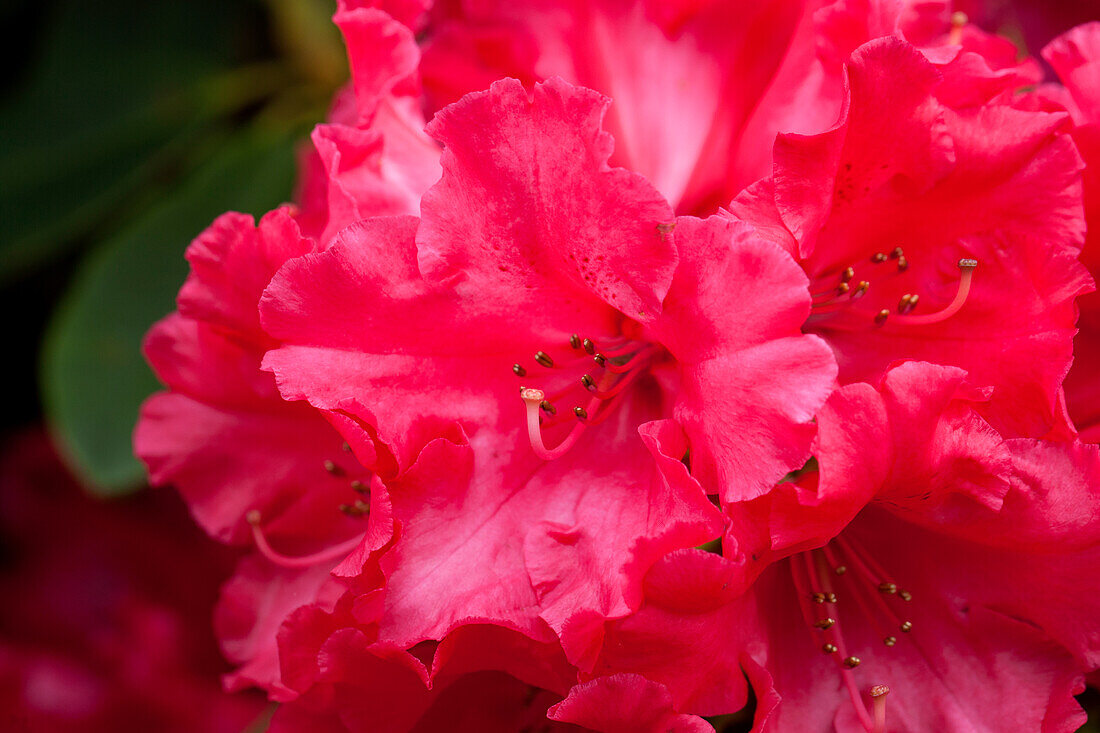 Rhododendron 'Hachmann's Firelight'®