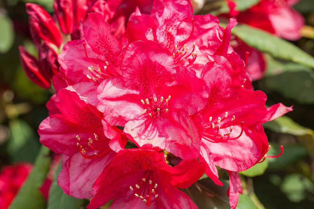 Rhododendron 'Hachmann´s Feuerschein'®