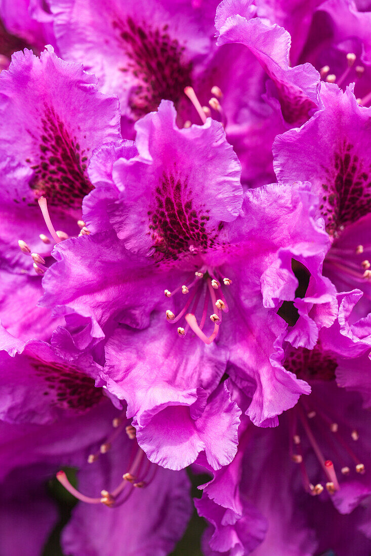 Rhododendron 'Azurro