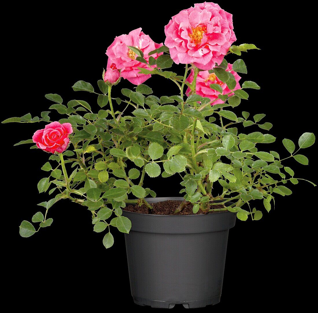 Rosa 'Dwarf Queen 82'®