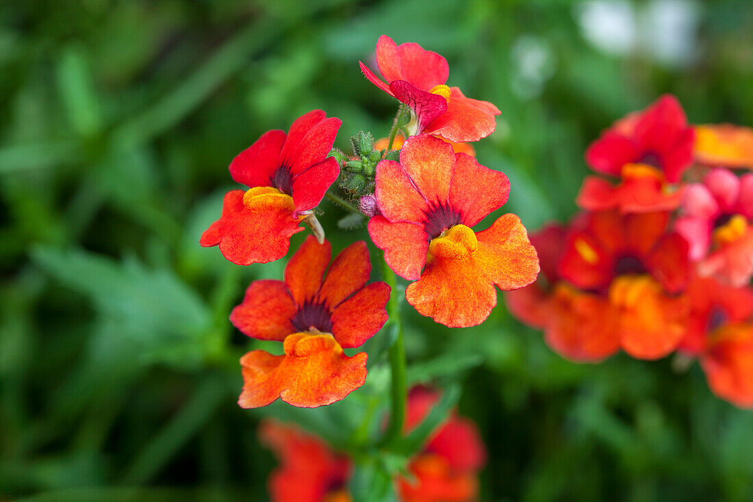 Nemesia 'SUNSATIA'™