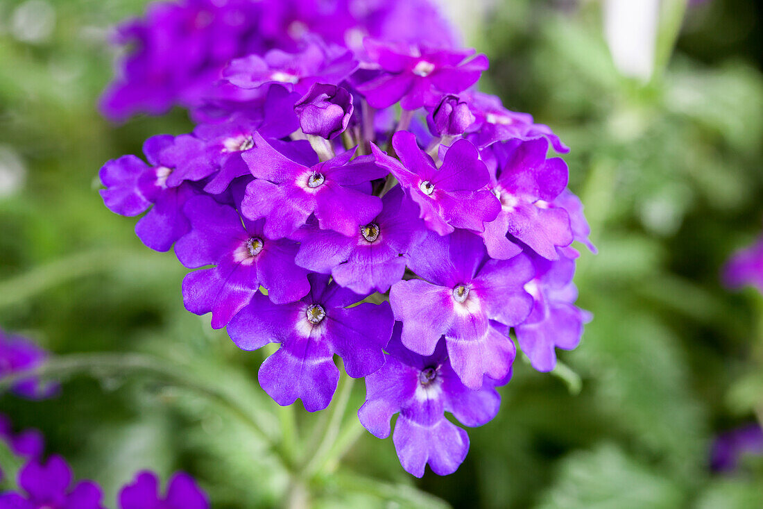 Verbena hybrid