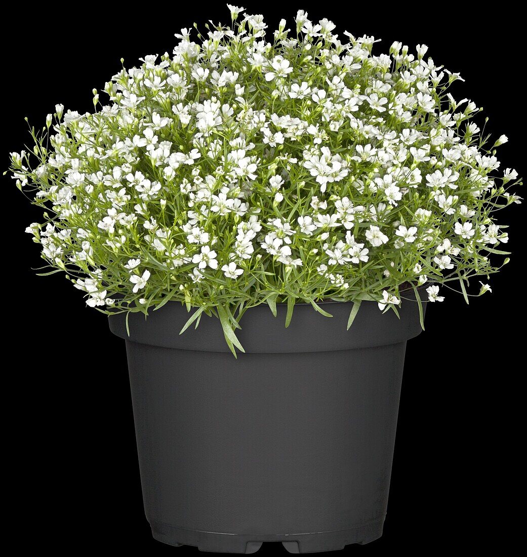 Gypsophila muralis, weiß