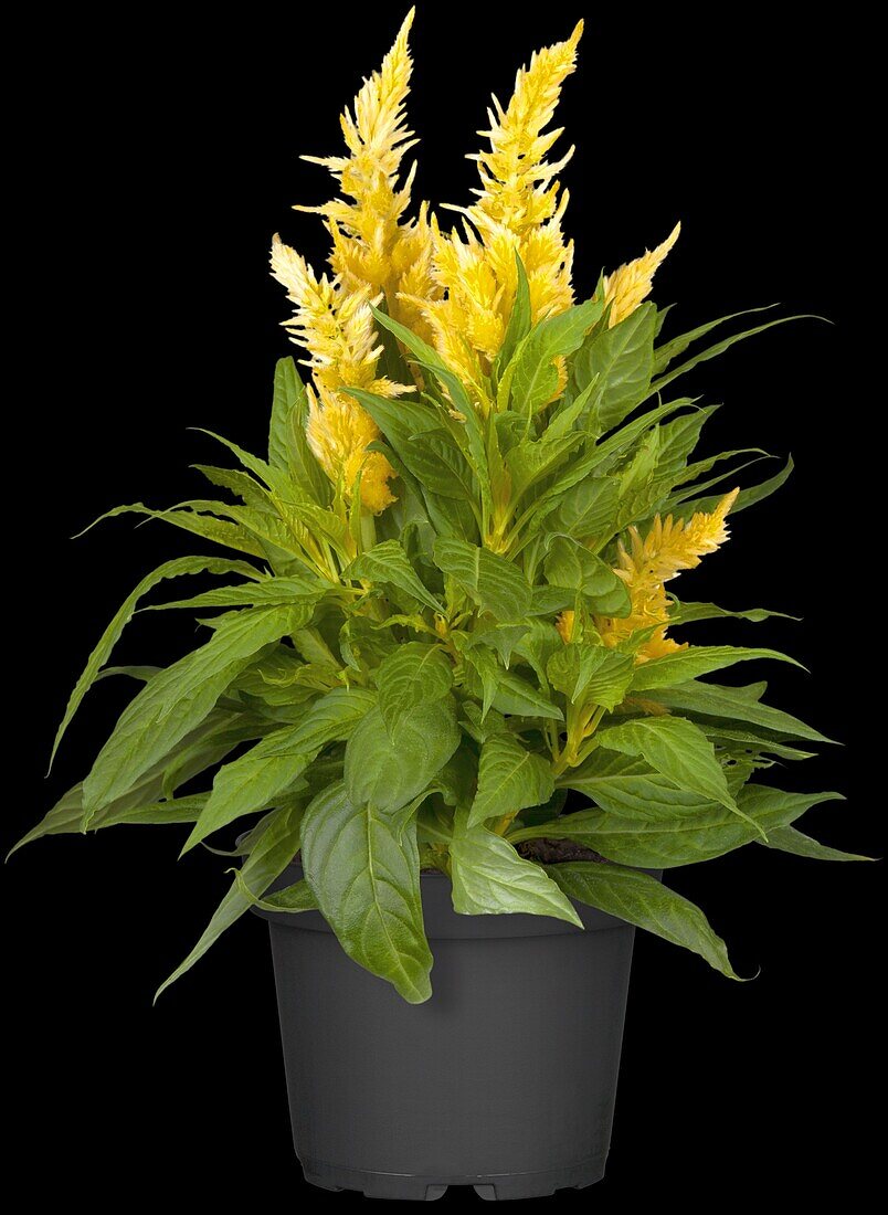 Celosia argentea 'Kelos Fire Yellow'