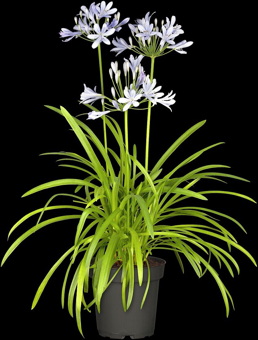 Agapanthus africanus, blue